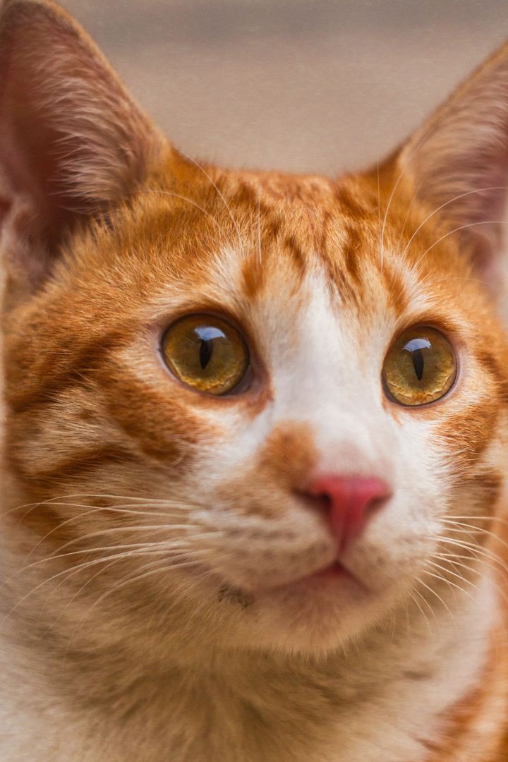 Before: the original photo of a ginger cat