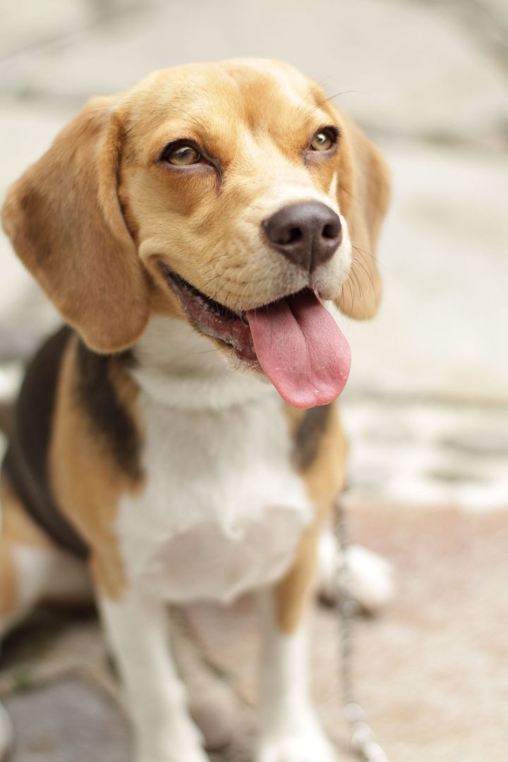 Before: the original photo of a beagle